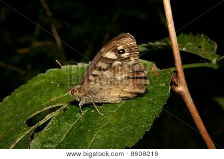 Punteggiata (Morpho aegeria)