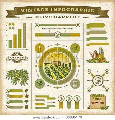 Vintage olive harvest infographic set. Editable EPS10 vector illustration with clipping mask.
