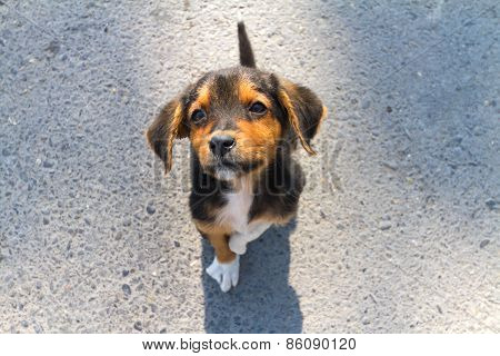 Little Lonley Puppy Abandoned