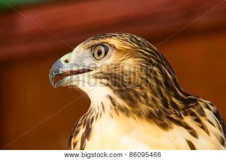 Bonelli's Eagle (aquila Fasciata)