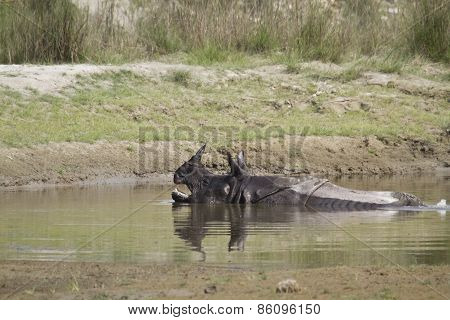 Greater One Horned Rhinoceros In Bardia, Nepal