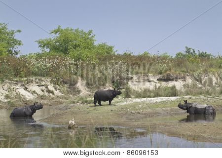 Greater One Horned Rhinoceros In Bardia, Nepal