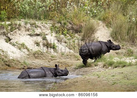 Greater One Horned Rhinoceros In Bardia, Nepal