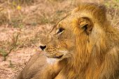 León macho grande