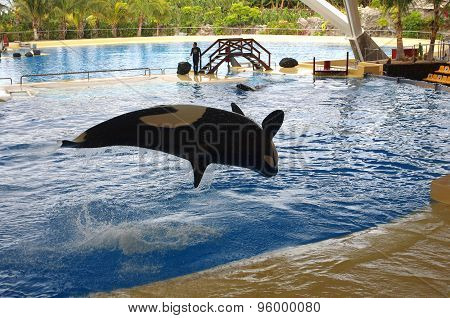 Whales Show In Loro Parque