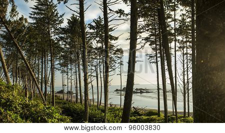 Ruby Beach Forest