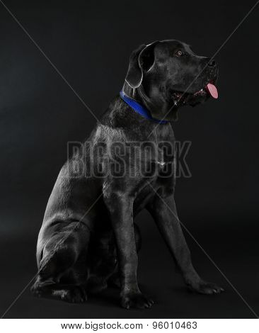 Cane corso italiano dog on black background