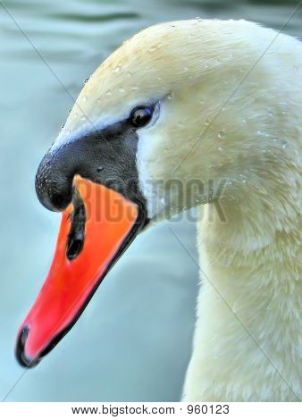Cisne
