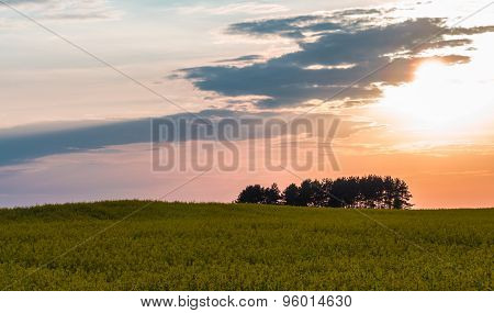 Sunset On A Rape Field In Countryside