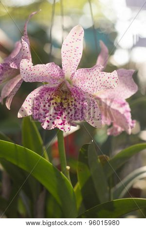 Orchid Flower