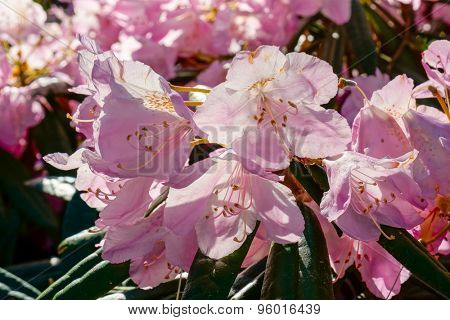 Blooming rhododendron flowers in a garden