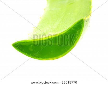 aloe vera fresh leaf isolated over white background