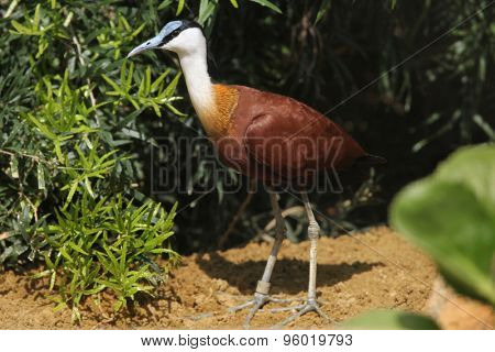 African jacana (Actophilornis africanus). Wild life animal.