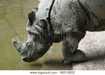 Indian rhinoceros (Rhinoceros unicornis). Wild life animal.
