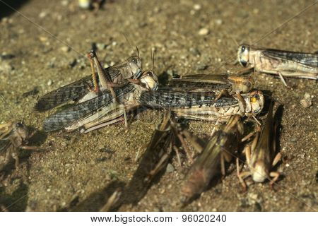 Desert locust (Schistocerca gregaria). Wildlife animals. 
