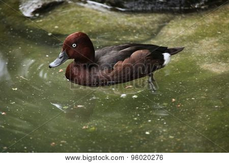 Ferruginous duck (Aythya nyroca), also known as the ferruginous pochard. Wildlife animal. 