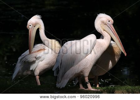 Great white pelican (Pelecanus onocrotalus), also known as the rosy pelican. Wild life animal. 