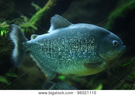 Piranha (Pygocentrus piraya), also known as the man-eating piranha. Wildlife animal. 