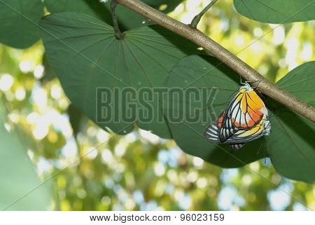 Butterflies Mating 1