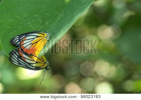 Butterflies Mating 4