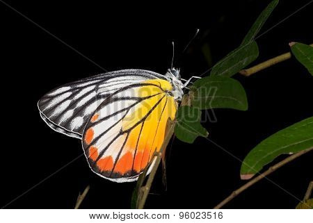 Cute Butterfly