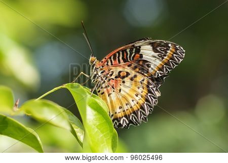Tiger Stripes