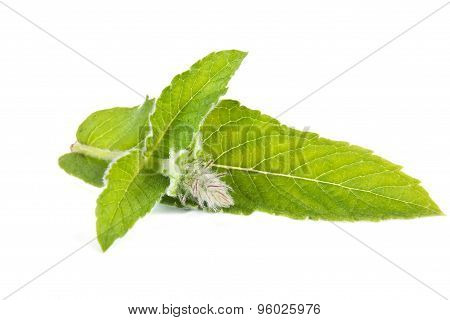 Mint