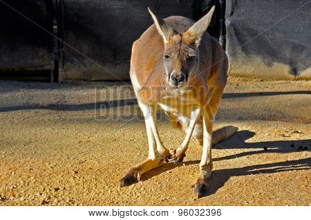 Kangaroo