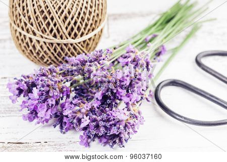 Fresh lavender