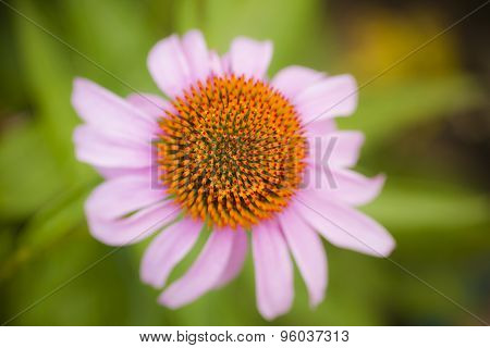Flower blossom of echinacea flower