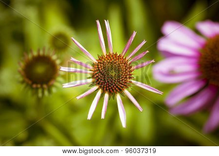 New bloom of echinacea flowers