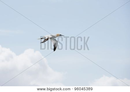 Northern Gannet In Flight