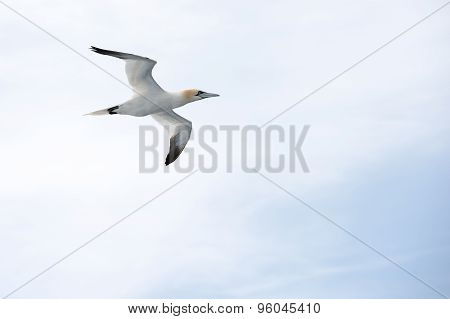 Northern Gannet In Flight
