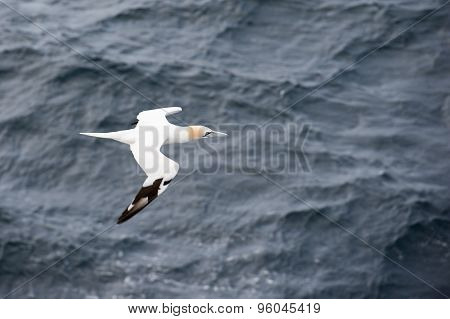 Northern Gannet In Flight