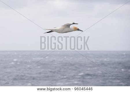 Northern Gannet In Flight