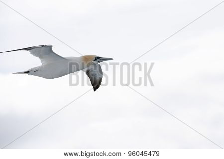 Northern Gannet In Flight