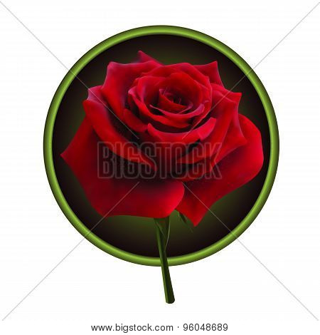 Red rose