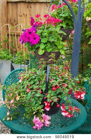 Fuschia Container Plant On Garden Table