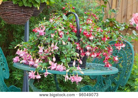 Fuschia Container Plant On Garden Table