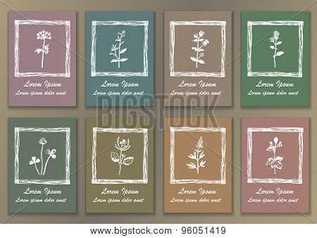 Set Vintage Posters with hand drawn ink herbs