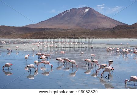 Flamingos in Laguna Hedionda, Bolivia, Atacama desert