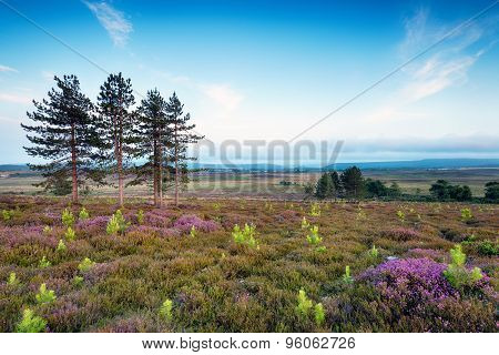 Stoborough Heath In Dorset