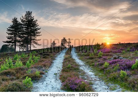 Sunset At Stoborough Heath