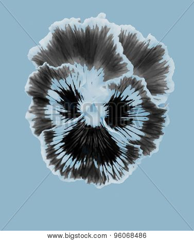 Pansies blue flower