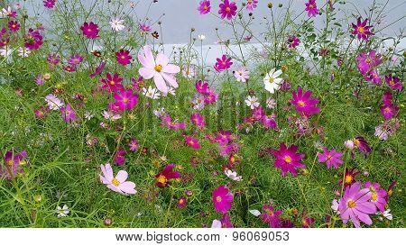 Beautiful Cosmos Flowers