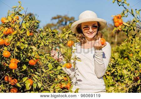 Caucasian girl harvesting mandarins and oranges in organic farm