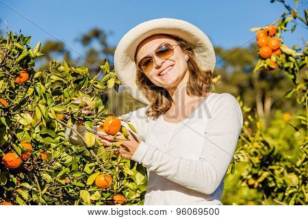 Caucasian girl harvesting mandarins and oranges in organic farm