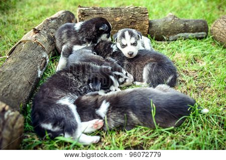 Pretty Little Husky Puppies Outdoor In The Garden