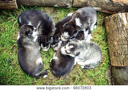 Pretty Little Husky Puppies Outdoor In The Garden