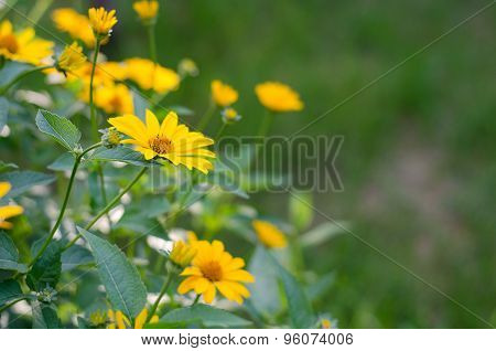 Yellow Flowers, Heliopsis Helianthoides